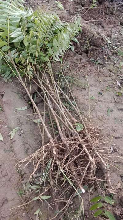 出售臭椿苗，巨峰葡萄苗。药用连翘苗，科研五号优质种苗，2/5年苗，药用连翘树，挂果树，全国包邮到家！财富密码18534302961