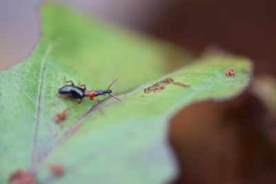 甘薯小象甲的危害与识别
