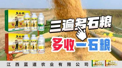 冬季种植，油菜，小麦，草莓等作物的，出现了除草剂药害，黄叶，僵苗，苗不长等问题，马上用多石粮，确保5天见到效果。