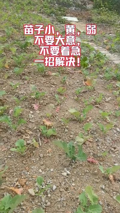 油菜苗子弱苗子小，就用多石粮，5天见效果。