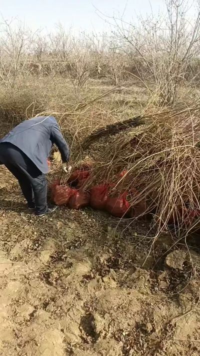 出售药用连翘苗，科研五号优质种苗，2/5年苗，药用连翘树，挂果树，全国包邮到家！财富密码18534302961出售药用连翘苗，科研五号优质种苗，2/5年苗，药用连翘树，挂果树，全国包邮到家！财富密码1