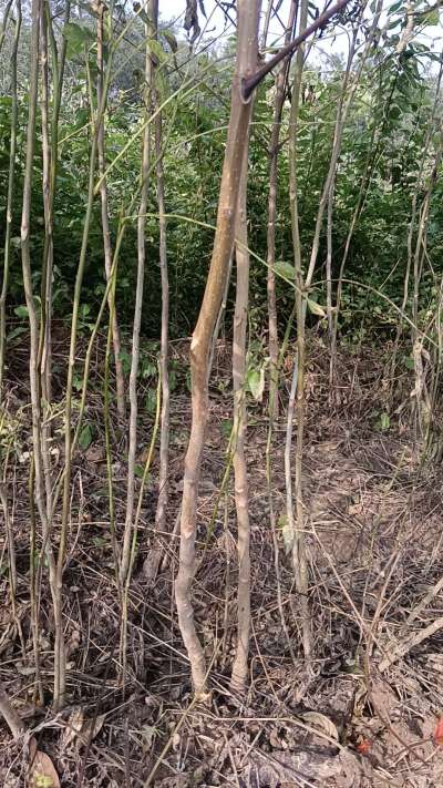 出售臭椿苗，巨峰葡萄苗。药用连翘苗，科研五号优质种苗，2/5年苗，药用连翘树，挂果树，全国包邮到家！财富密码18534302961