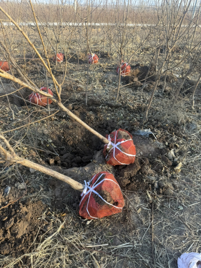 3公分梅杏树大量出圃