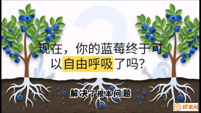 第3节：别把树&ldquo;憋死&rdquo;&mdash;&mdash;正确的定植与换盆手法,   课程：《蓝莓&ldquo;高产&rdquo;实战课：从选苗到丰收的10个关键点》