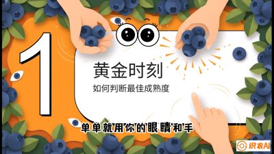 第10节：完美的&ldquo;果粉&rdquo;&mdash;&mdash;采摘时机与保鲜， 课程：《蓝莓&ldquo;高产&rdquo;实战课：从选苗到丰收的10个关键点》