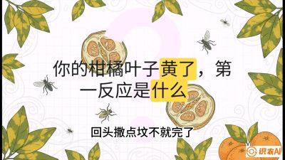 第一节：保命生死线&mdash;&mdash;黄龙病与木虱，课程：《柑橘十大病虫害：从入门到精通》