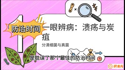 第三节：细菌与真菌&mdash;&mdash;溃疡病与炭疽病，课程：《柑橘十大病虫害：从入门到精通》