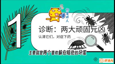 第06节：顽固虫害防治&mdash;&mdash;&ldquo;钻心虫与红蜘蛛，打准时间才服输&rdquo;《槟榔种植：从不懂到精通的10堂必修课》