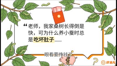 第01节：不仅仅是树&mdash;&mdash;顶级品种选配策略，课程：《桑海淘金：桑树高产与蚕桑安全进阶实战课》