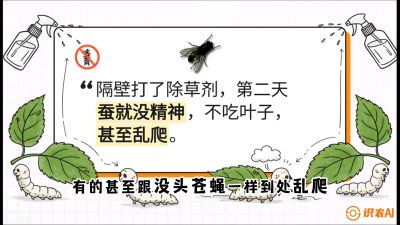 第05节：养蚕人的&ldquo;排雷战&rdquo;&mdash;&mdash;除草剂的生死禁忌，课程：《桑海淘金：桑树高产与蚕桑安全进阶实战课》