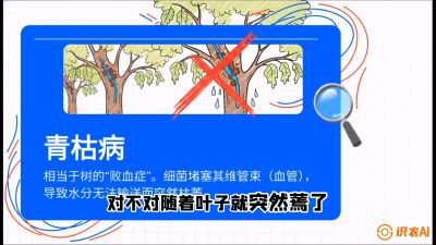 第08节：看不见的杀手&mdash;&mdash;青枯病与萎缩病，课程：《桑海淘金：桑树高产与蚕桑安全进阶实战课》