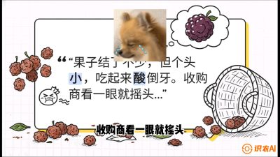 第10节：甜蜜的科学&mdash;&mdash;膨大、增甜与转色，课程：《桑海淘金：桑树高产与蚕桑安全进阶实战课》