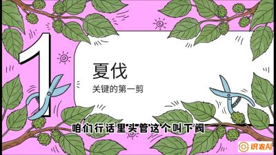 第11节：叶果双收&mdash;&mdash;特殊的夏伐与冬伐，课程：《桑海淘金：桑树高产与蚕桑安全进阶实战课》