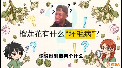 第六节：榴莲的午夜战事，夜间授粉战与花果期避雨策略，课程：《国产榴莲突围战：从泰国经验到中国实操的8堂必修课（高阶实战版）》