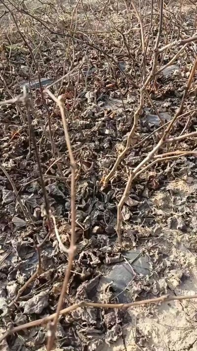 巨峰葡萄苗，一年扦插苗，，全国包邮到家！需要联系18534302961