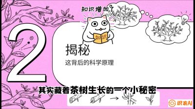 第04节（修剪篇）：树势复活术：从&ldquo;越剪越弱&rdquo;到&ldquo;枝繁叶茂&rdquo;的能量管理与夏秋茶逆袭，课程：《茶金时代：从&ldquo;看天吃饭&rdquo;到&ldquo;精准控局&rdquo;的茶叶高产提质实战课》