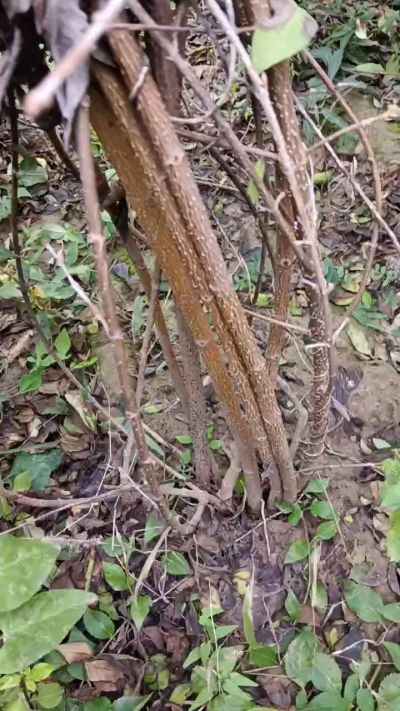 出售药用连翘苗，科研五号优质种苗，2/5年苗，药用连翘树，挂果树，全国包邮到家！财富密码18534302961出售药用连翘苗，科研五号优质种苗，2/5年苗，药用连翘树，挂果树，全国包邮到家！财富密码1