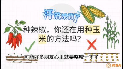 第1节：【品种定江山】工业辣椒vs小米辣：底肥公式与密度陷阱的&ldquo;百万生意经&rdquo;，课程：《辣椒种植实战特训营，从工业辣椒到精品小米辣，教你如何把&ldquo;草&rdquo;种成&ldquo;金&rdquo;》