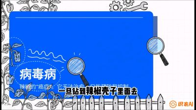 第5节：【病毒病阻击】辣椒的&ldquo;癌症&rdquo;怎么治？从&ldquo;绝收恐慌&rdquo;到&ldquo;带毒生产&rdquo;的逆转术，课程：《辣椒种植实战特训营，从工业辣椒到精品小米辣，教你如何把&ldquo;草&rdquo;种成&ldquo;金&rdquo;》