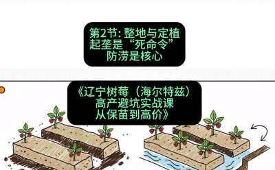 第二节： 整地与定植&mdash;&mdash;起垄是&ldquo;死命令&rdquo;，防涝是核心，课程：《辽宁树莓（海尔特兹）高产避坑实战课：从保苗到高价》