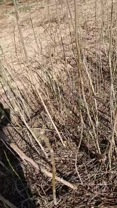 出售臭椿苗，巨峰葡萄苗。药用连翘苗，科研五号优质种苗，2/5年苗，药用连翘树，挂果树，全国包邮到家！财富密码18534302961