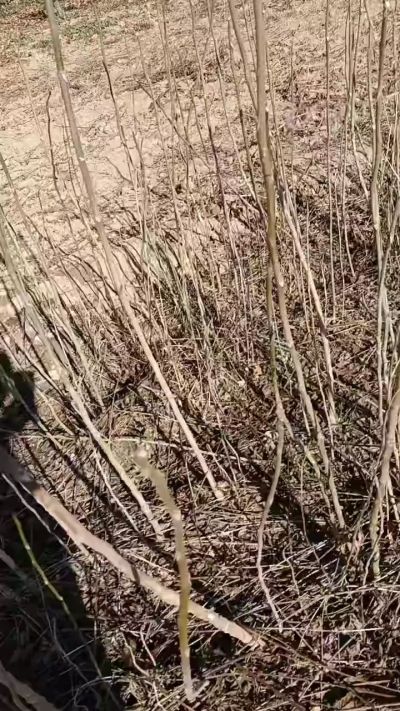 出售臭椿苗，巨峰葡萄苗。药用连翘苗，科研五号优质种苗，2/5年苗，药用连翘树，挂果树，全国包邮到家！财富密码18534302961