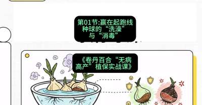 第01节：赢在起跑线&mdash;&mdash;种球的&ldquo;洗澡&rdquo;与&ldquo;消毒&rdquo;，课程：《卷丹百合&ldquo;无病高产&rdquo;植保实战课》#识农AI