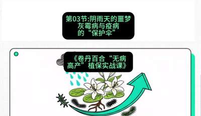 第03节：阴雨天的噩梦&mdash;&mdash;灰霉病与疫病的&ldquo;保护伞&rdquo;，课程：《卷丹百合&ldquo;无病高产&rdquo;植保实战课》#识农AI