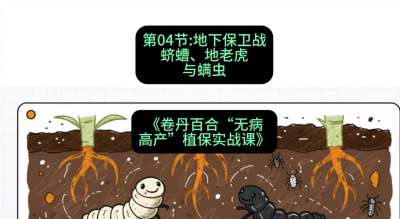 第04节：地下保卫战&mdash;&mdash;蛴螬、地老虎与螨虫 ，课程：《卷丹百合&ldquo;无病高产&rdquo;植保实战课》#识农AI