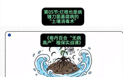 第05节：烂根也是病&mdash;&mdash;镰刀菌基腐病的&ldquo;土壤消毒术&rdquo; ，课程：《卷丹百合&ldquo;无病高产&rdquo;植保实战课》#识农AI