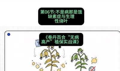 第06节：不是病那是饿&mdash;&mdash;缺素症与生理性烧叶 ，课程：《卷丹百合&ldquo;无病高产&rdquo;植保实战课》#识农AI