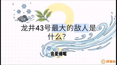 第04节：龙井双璧&mdash;&mdash;龙井43与群体种的差异化护养（重点），课程：《茗茶卫士&mdash;&mdash;茶叶病虫害绿色防控实战课》#识农AI