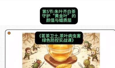 第05节：朱叶齐白茶&mdash;&mdash;守护&ldquo;黄金叶&rdquo;的颜值与蜡质层（重点），课程：《茗茶卫士&mdash;&mdash;茶叶病虫害绿色防控实战课》#识农AI