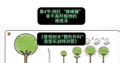 第04节：网红&ldquo;棒棒糖&rdquo;&mdash;&mdash;单干高杆植物的速成法，课程：《景观树木&ldquo;整形外科&rdquo;造型实战特训营》#识农AI