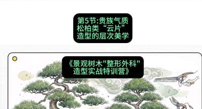 第05节：贵族气质&mdash;&mdash;松柏类&ldquo;云片&rdquo;造型的层次美学，课程：《景观树木&ldquo;整形外科&rdquo;造型实战特训营》#识农AI